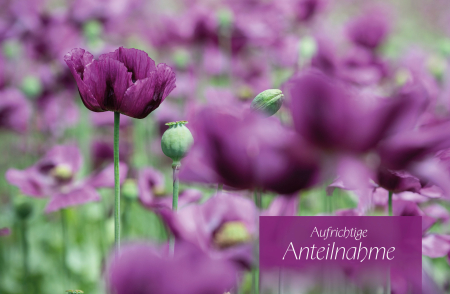 Sujet 13: Mohnblumen violett