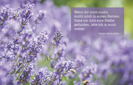 Sujet 04: Lavendel