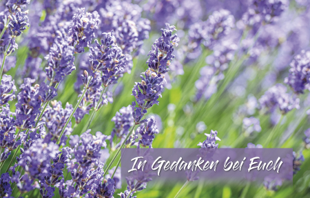 Sujet 06: Lavendel