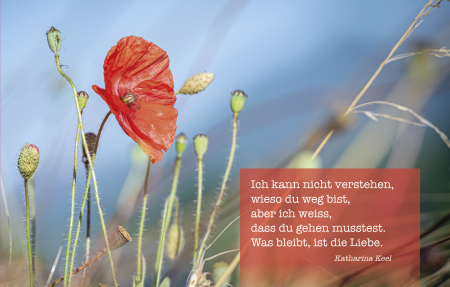 Sujet 01: Mohnblume