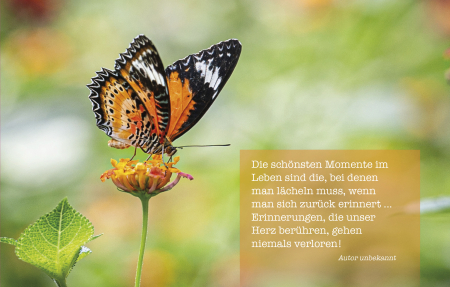 Sujet 07: Schmetterling